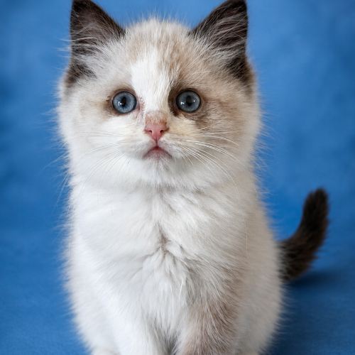 Foto van de poes