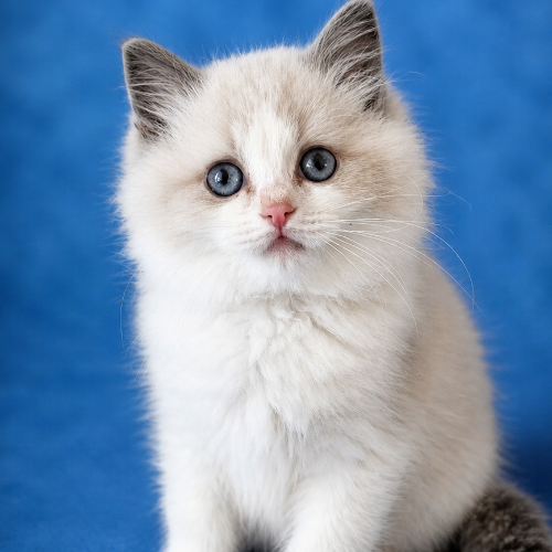 Foto van de poes