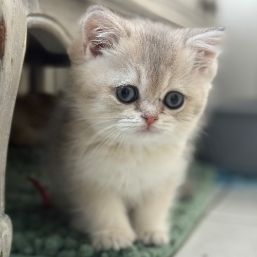 Foto van de poes