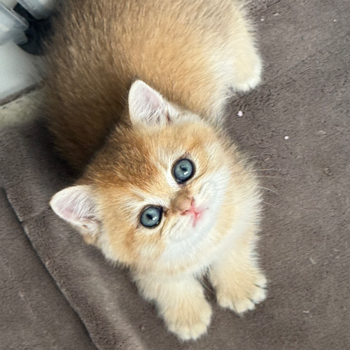 Foto van de poes
