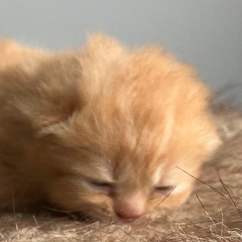 Foto van de poes