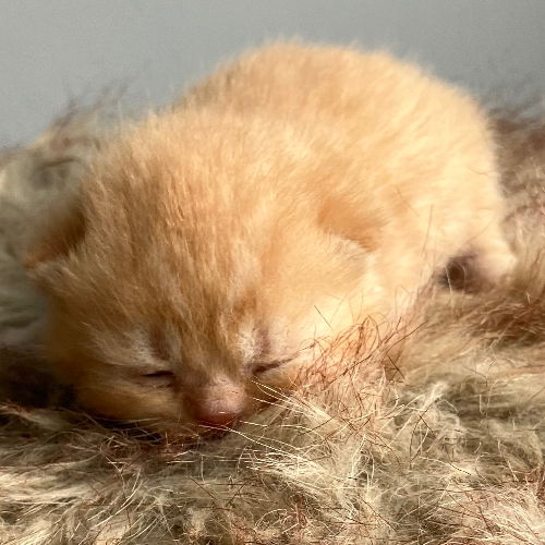 Foto van de poes