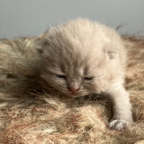 Foto van de poes