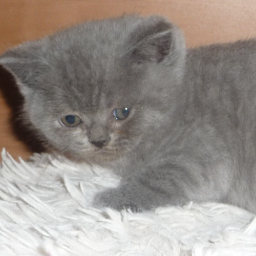 Foto van de poes