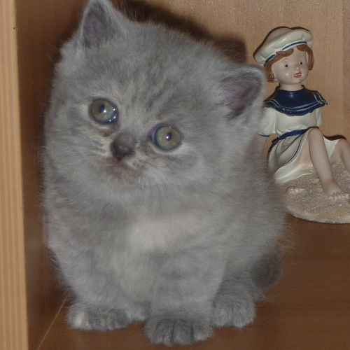 Foto van de poes