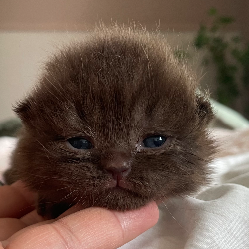 Foto van de poes
