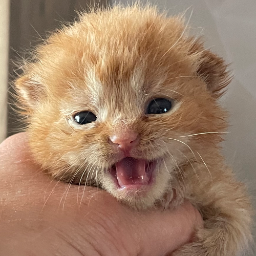 Foto van de poes