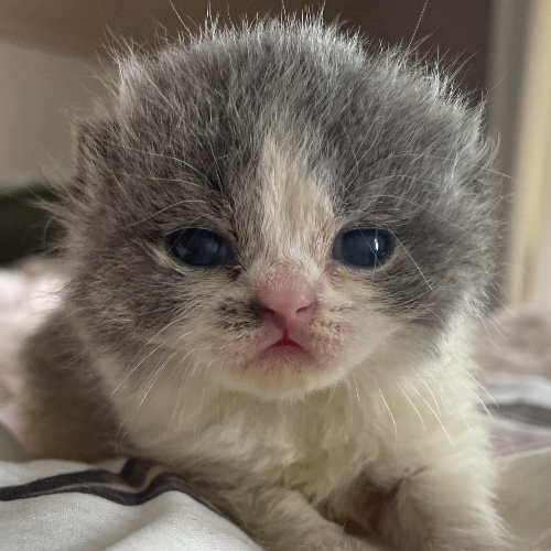 Foto van de poes