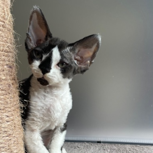 Foto van de poes