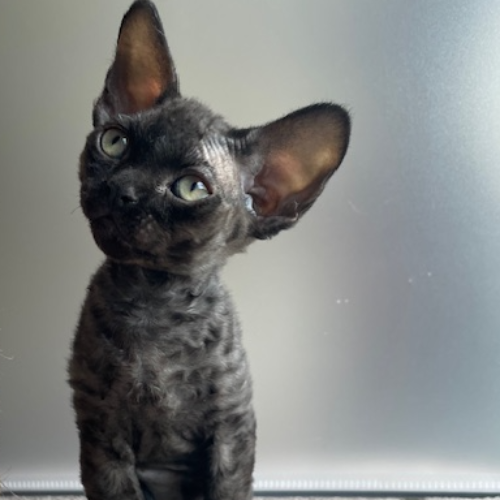 Foto van de poes