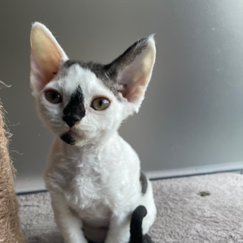 Foto van de poes