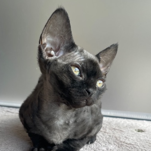 Foto van de poes