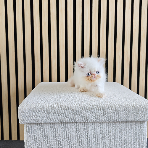 Foto van de poes