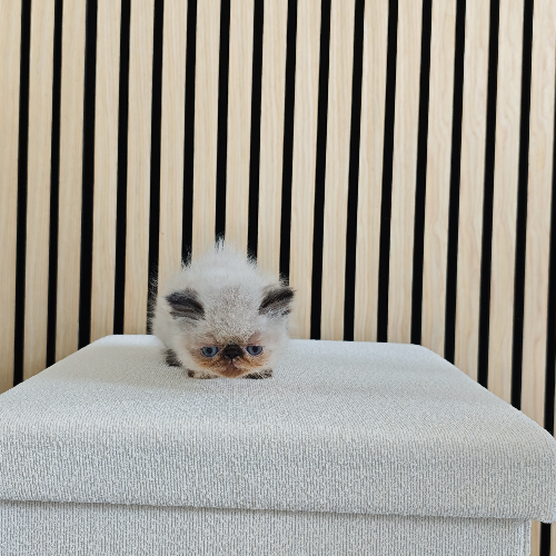 Foto van de poes