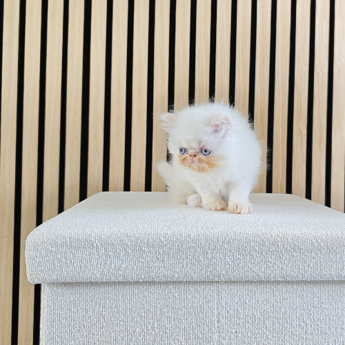 Foto van de poes