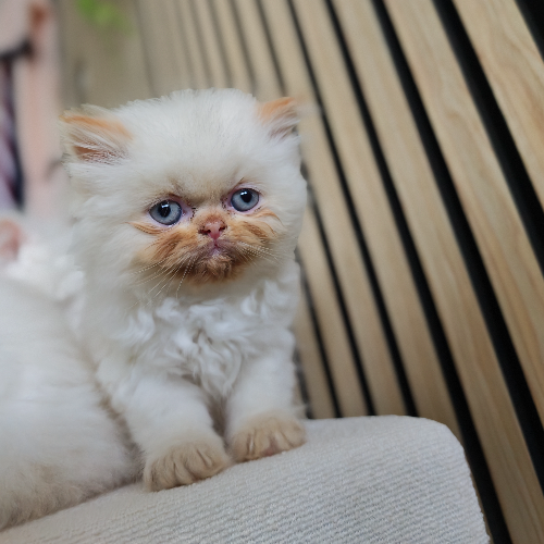 Foto van de poes