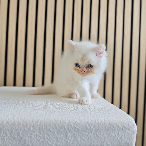 Foto van de poes