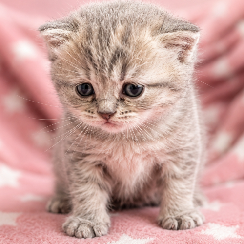 Foto van de poes