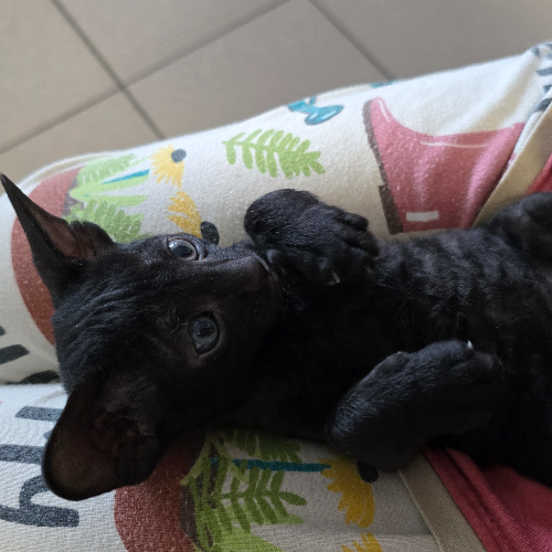 Foto van de poes