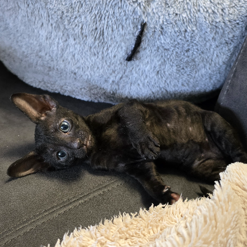 Foto van de poes
