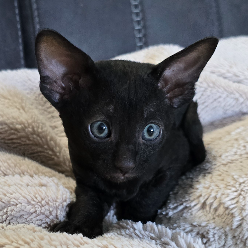 Foto van de poes
