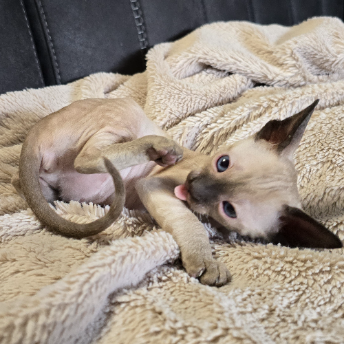 Foto van de poes