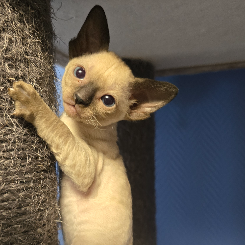 Foto van de poes