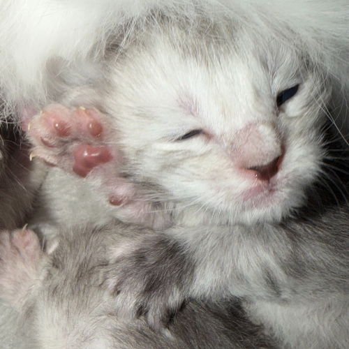 Foto van de poes