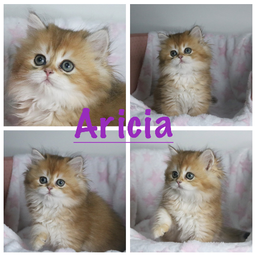 Foto van de poes