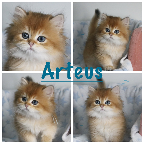 Foto van de poes