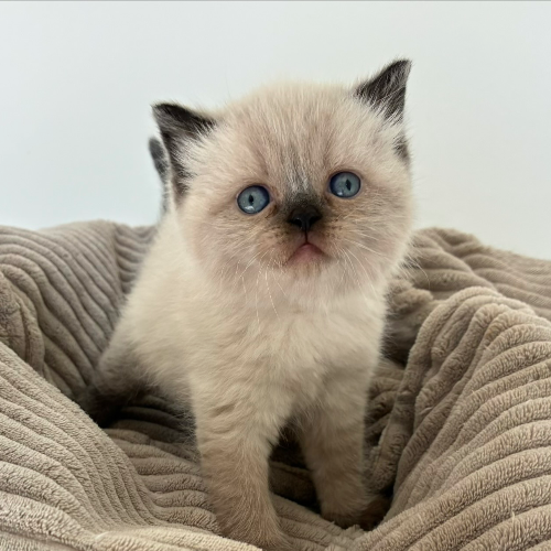Foto van de poes