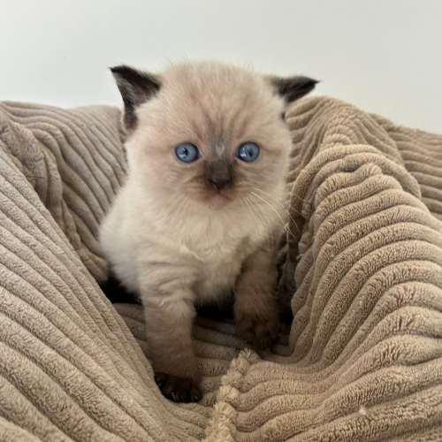 Foto van de poes