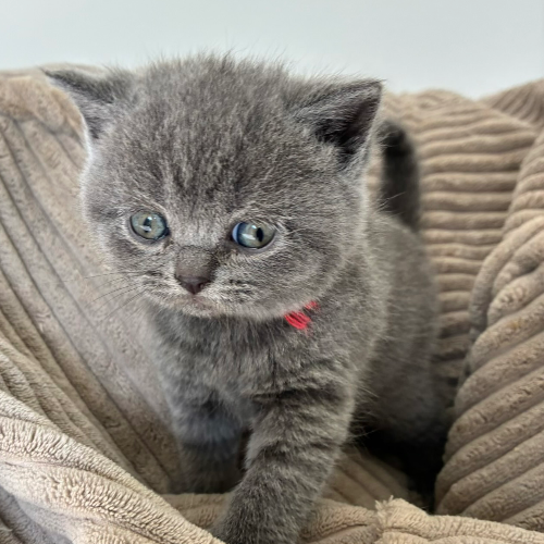 Foto van de poes