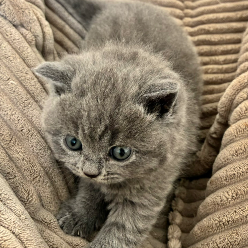 Foto van de poes