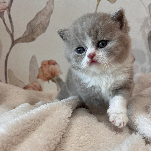 Foto van de poes