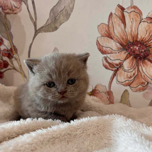 Foto van de poes
