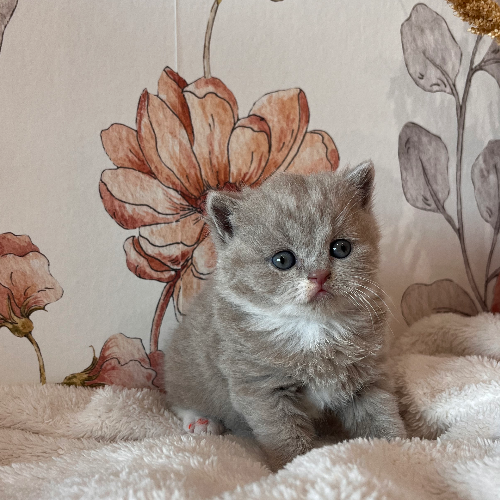 Foto van de poes