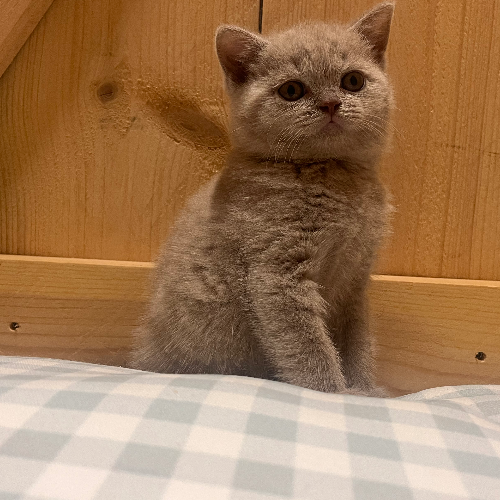 Foto van de poes