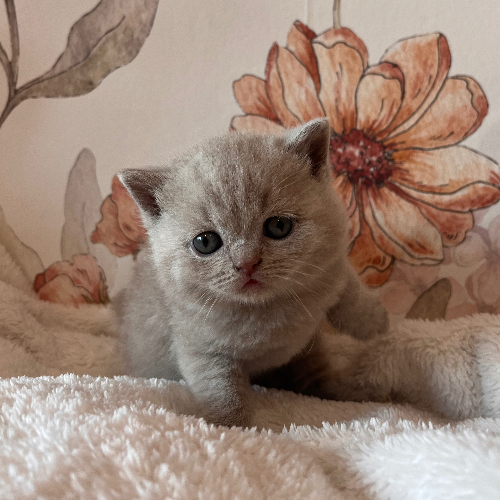 Foto van de poes