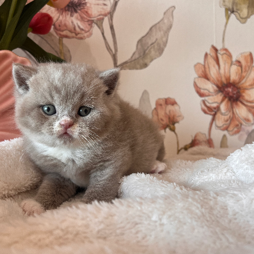 Foto van de poes