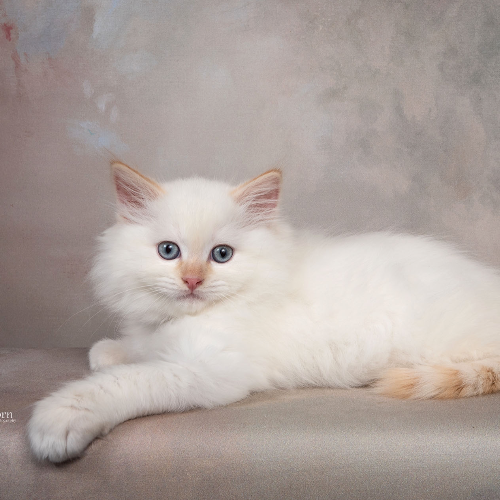 Foto van de poes
