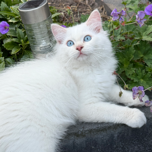 Foto van de poes