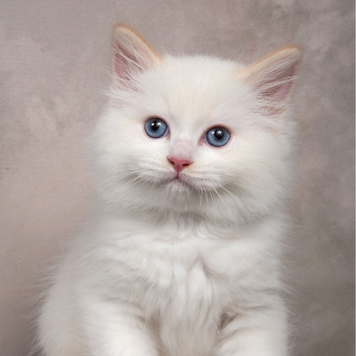 Foto van de poes