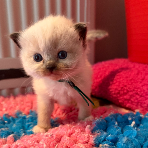 Foto van de poes