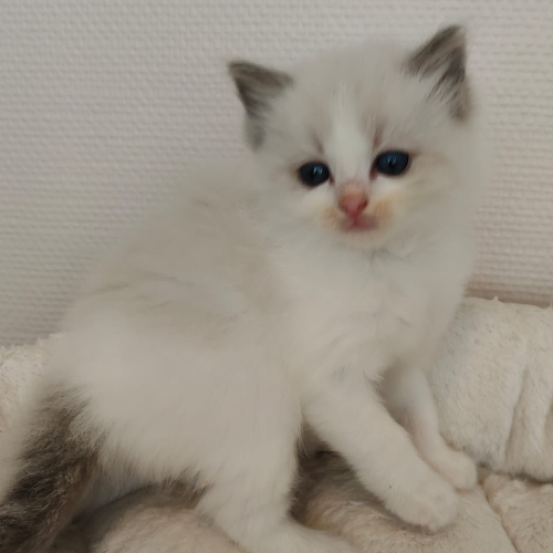 Foto van de poes