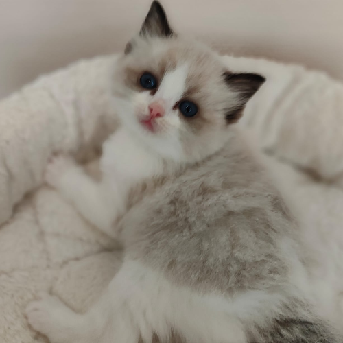 Foto van de poes