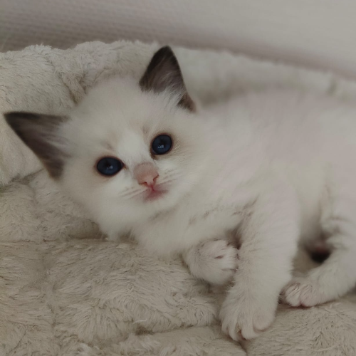 Foto van de poes