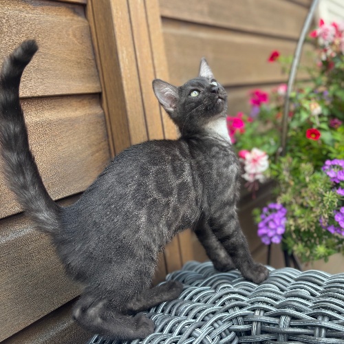 Foto van de poes