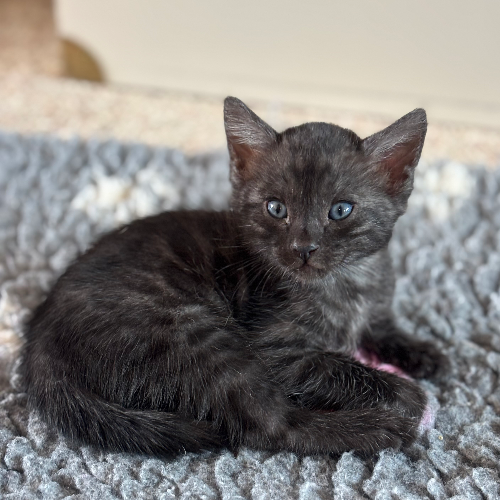 Foto van de poes