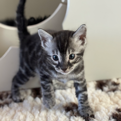 Foto van de poes